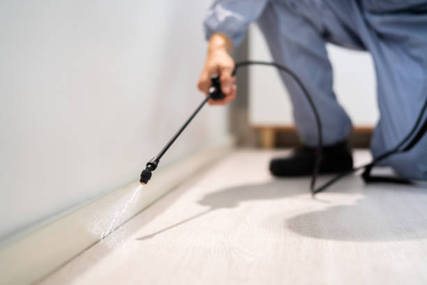 Licensed Wasp Control service in East Newark, NJ - Nex Pest Control